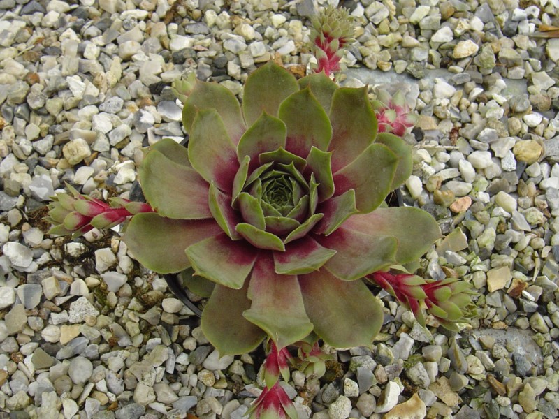 Unakite