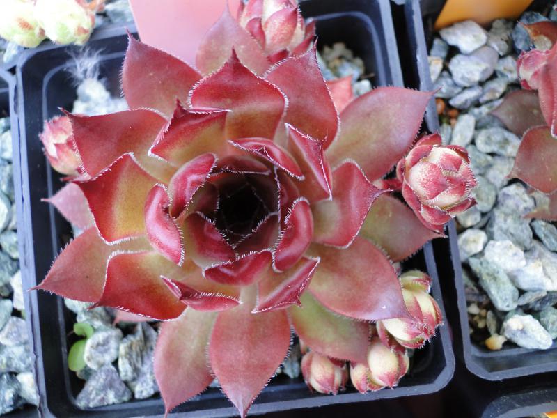 Orange Eruption