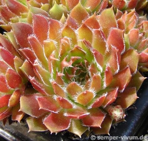 Orange Frost