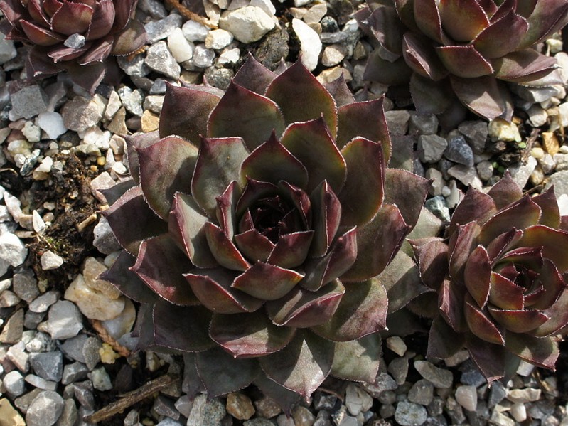 Ortensia