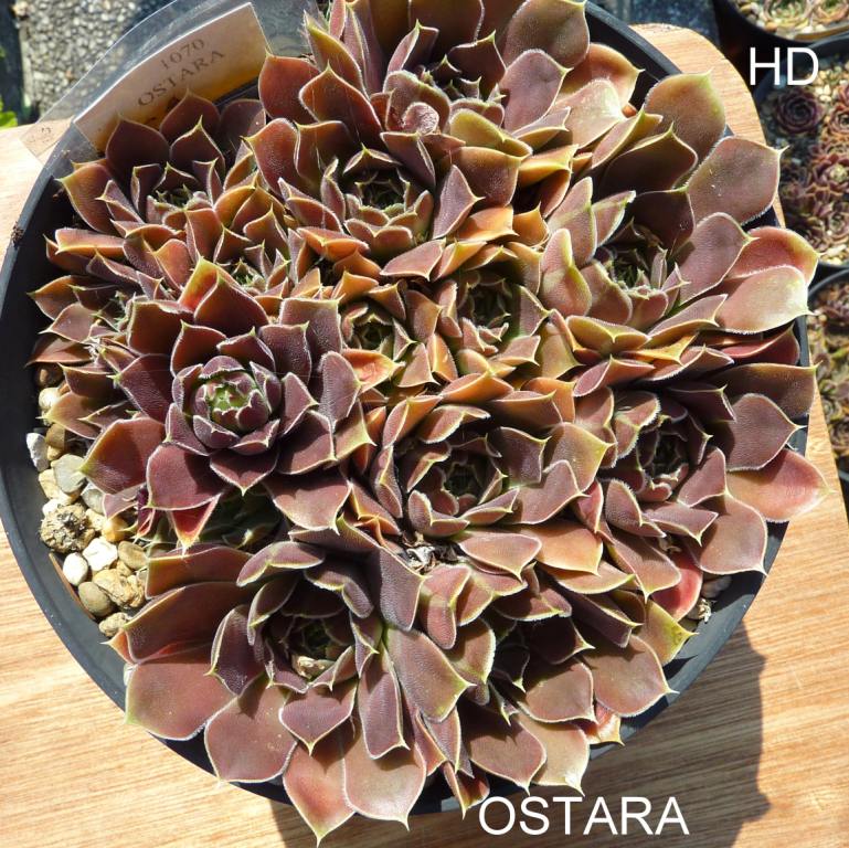 Ostara / Jovi