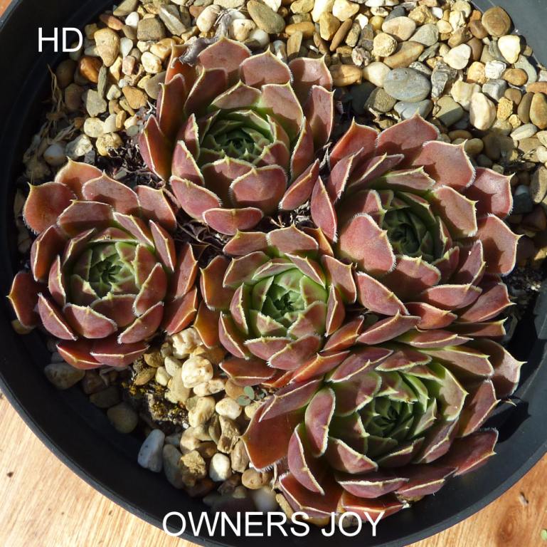 Owners Joy / Jovi