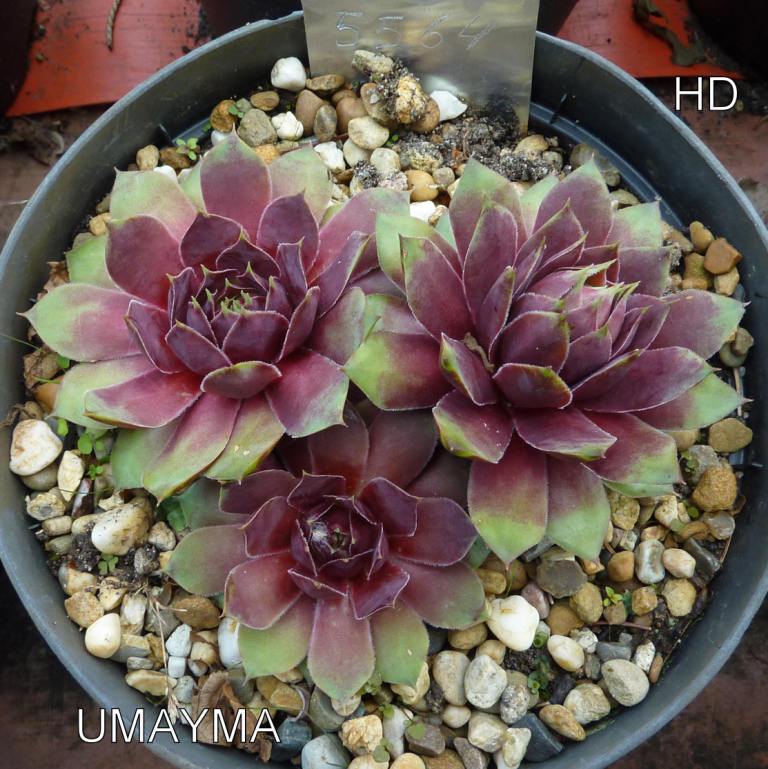 Umayma