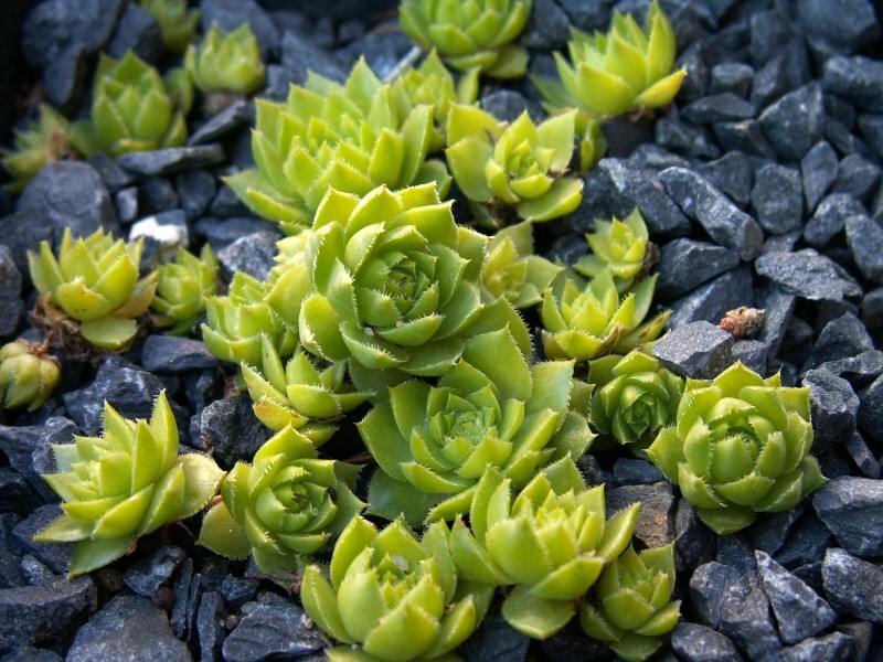 Yellow Green Form / Jovi