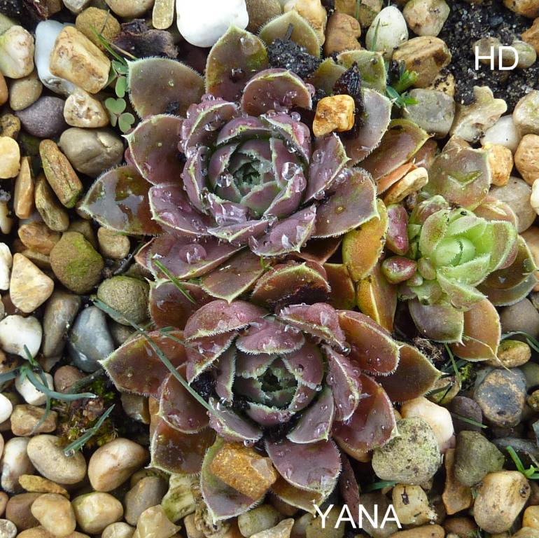 Yana / Jovi