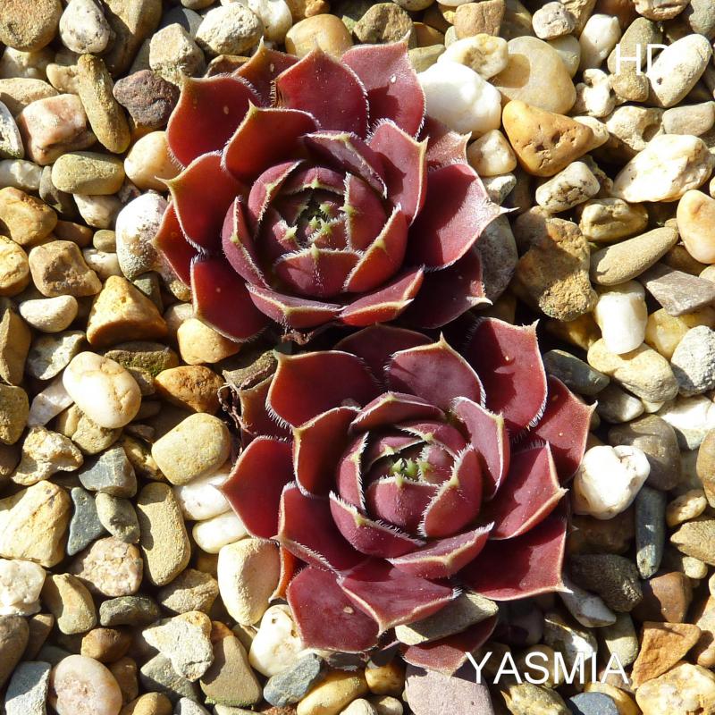 Yasmia / Jovi