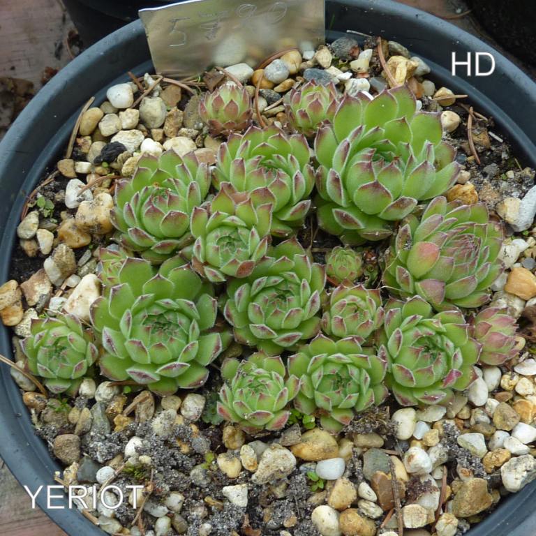 Yeriot