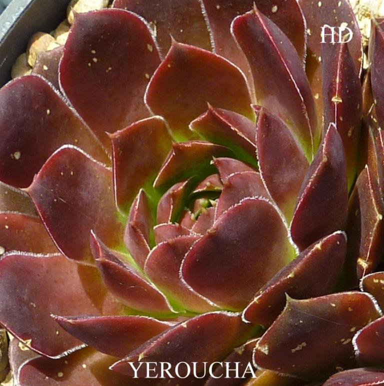 Yeroucha / Jovi