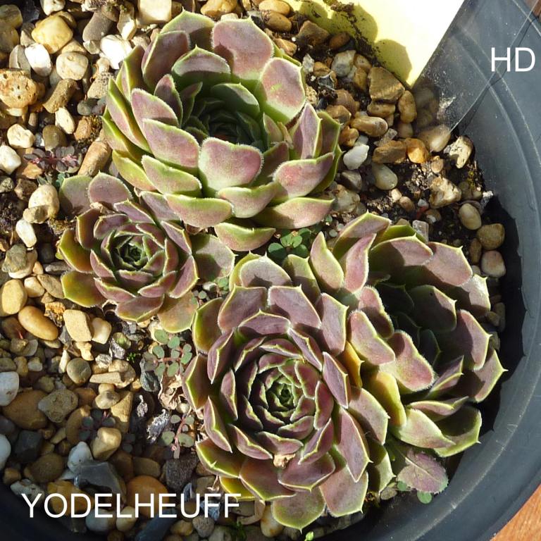 Yodelheuff / Jovi