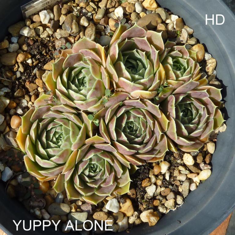 Yuppy Alone / Jovi