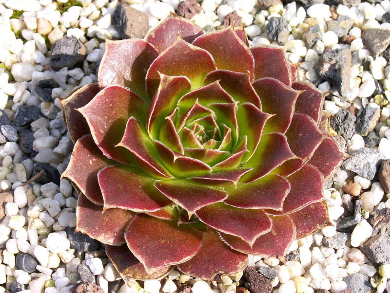 Orphia / Jovi