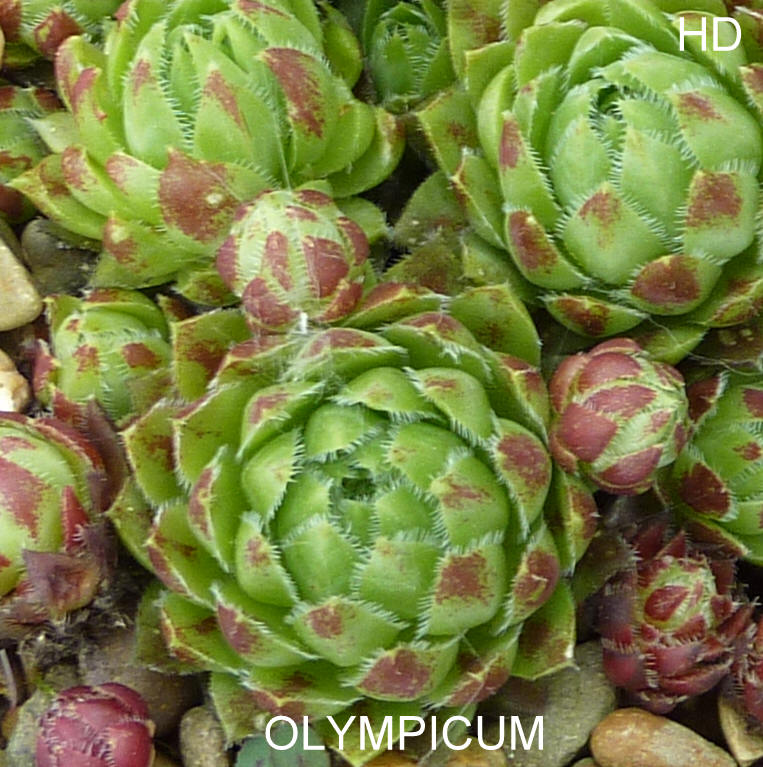 Olympicum / Jovi