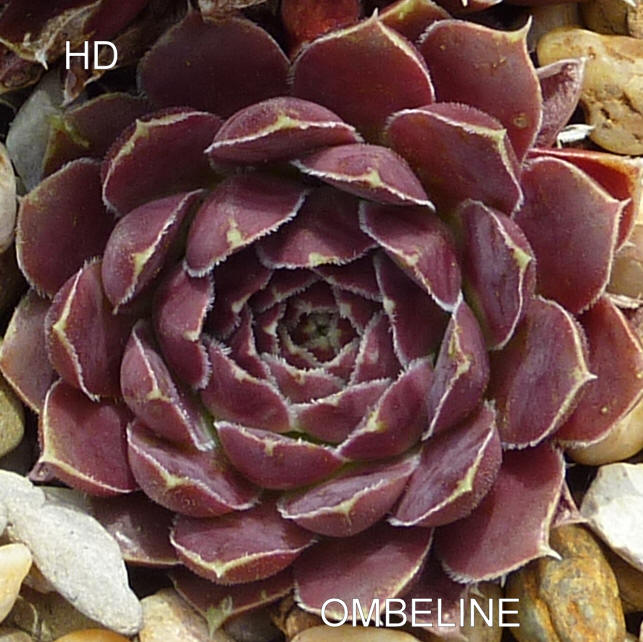 Ombeline / Jovi