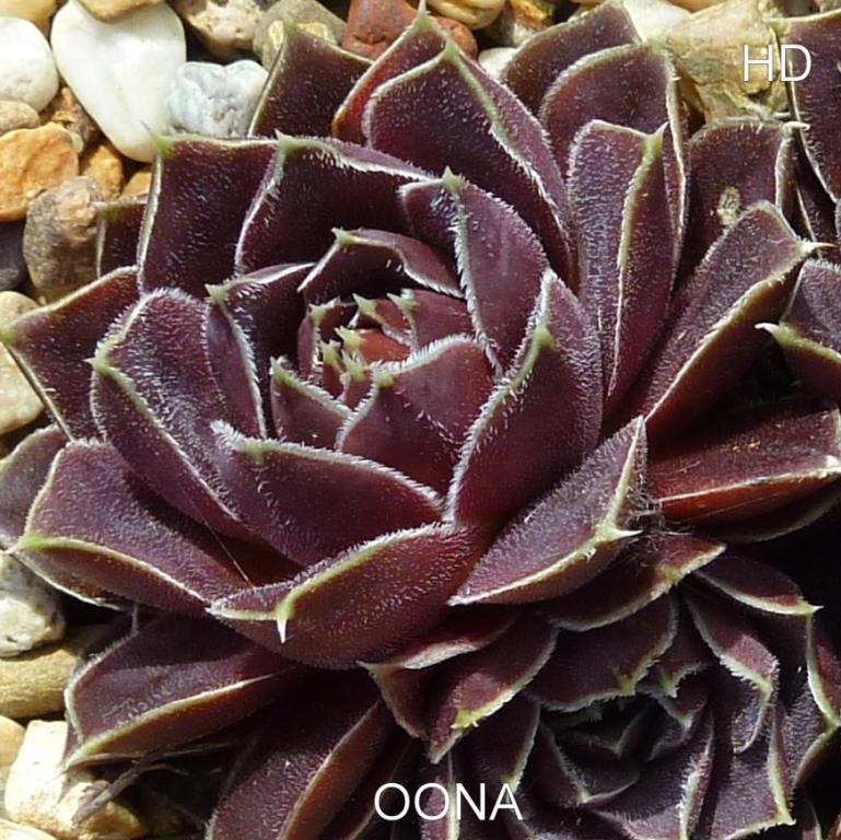 Oona / Jovi