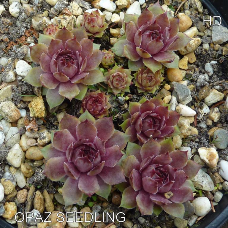 Opaz Seedling