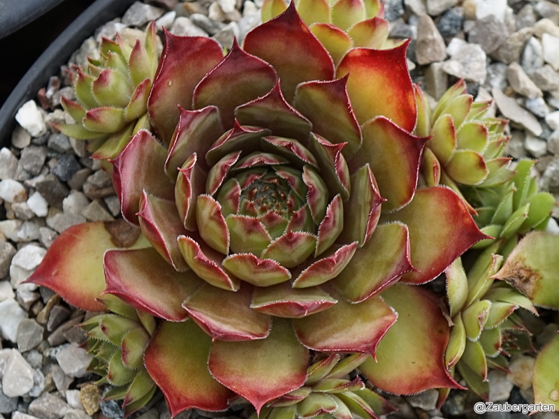 Orange Flush