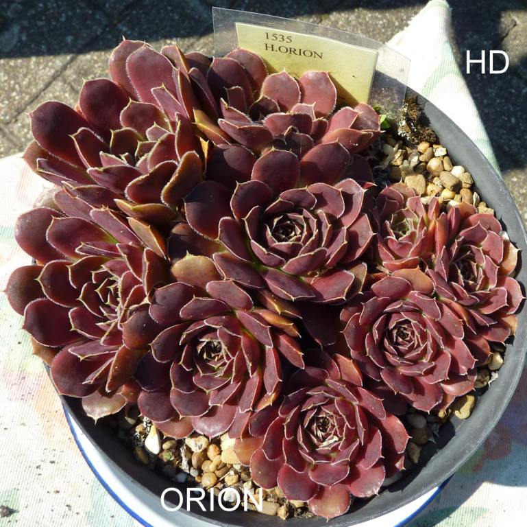 Orion / Jovi