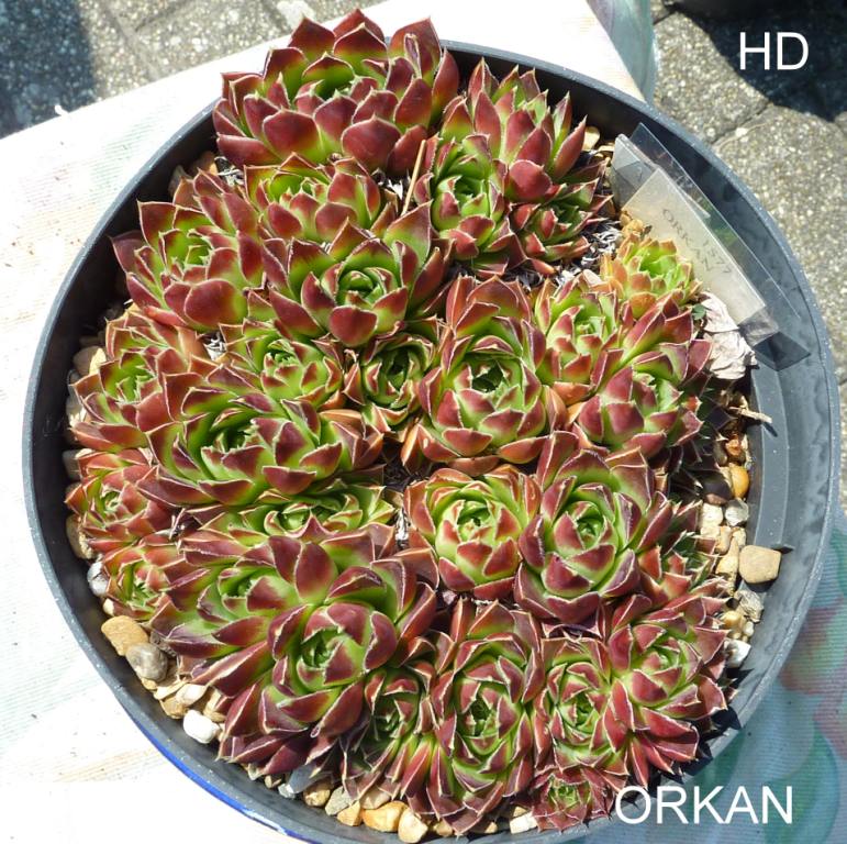 Orkan / Jovi
