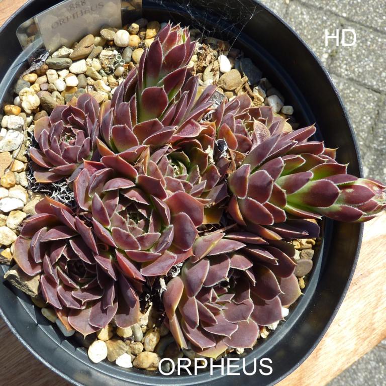 Orpheus / Jovi