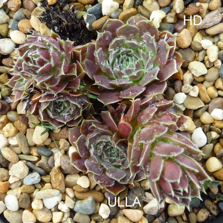 Ulla / Jovi