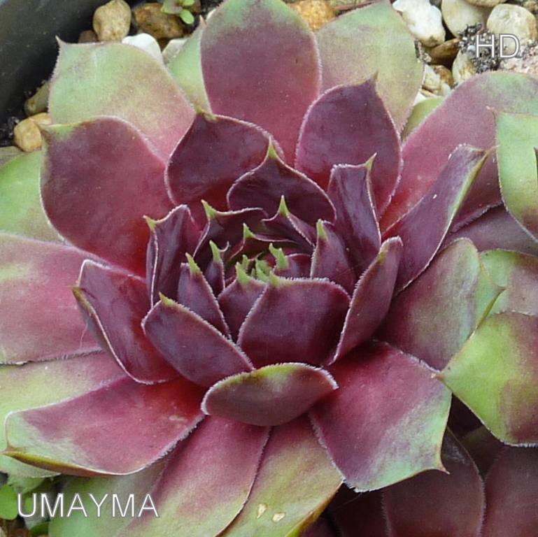 Umayma