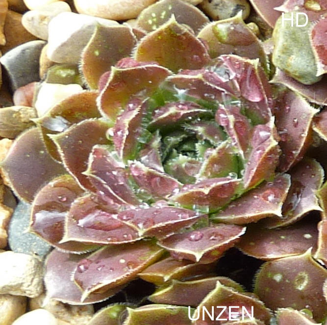 Unzen / Jovi
