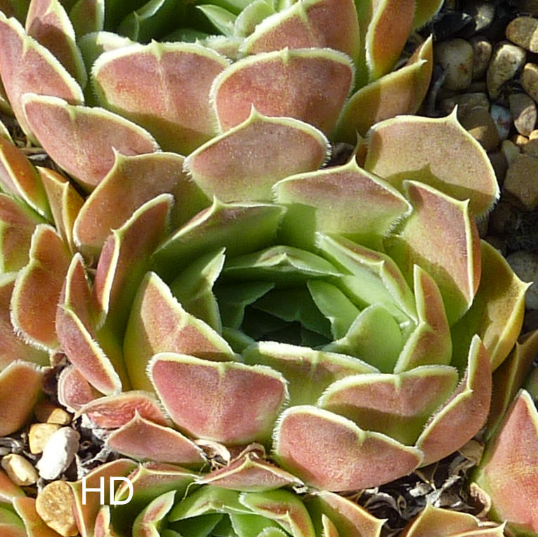 Upland Gem / Jovi