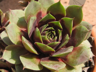 Yolanda