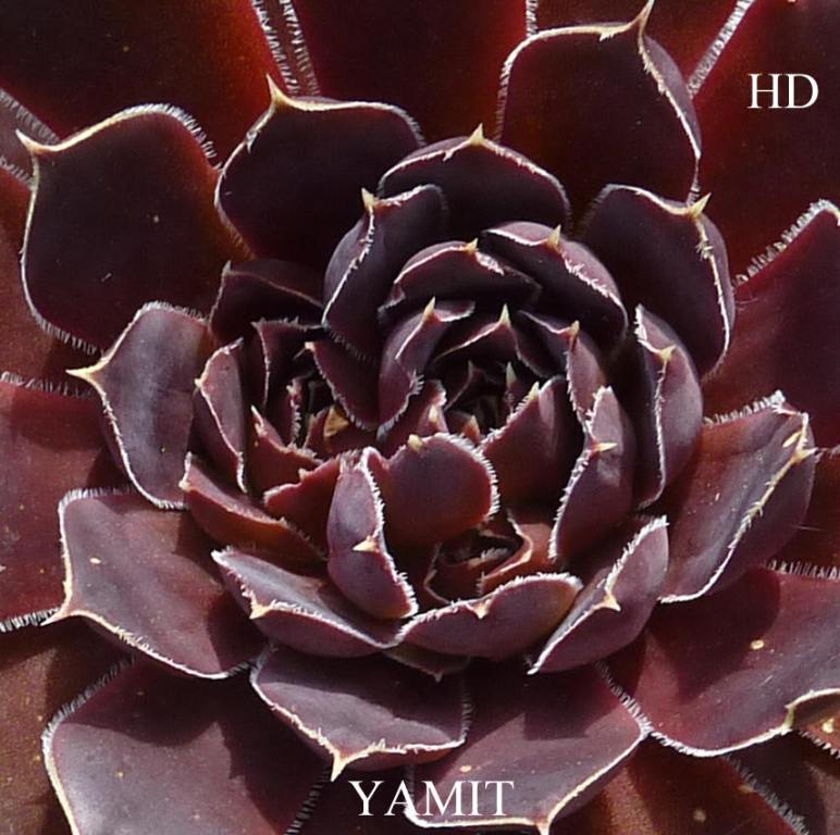 Yamit / Jovi
