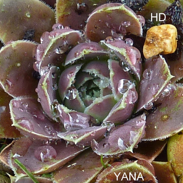 Yana / Jovi