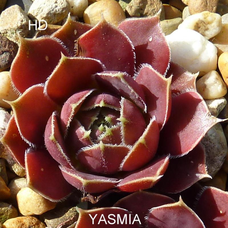 Yasmia / Jovi