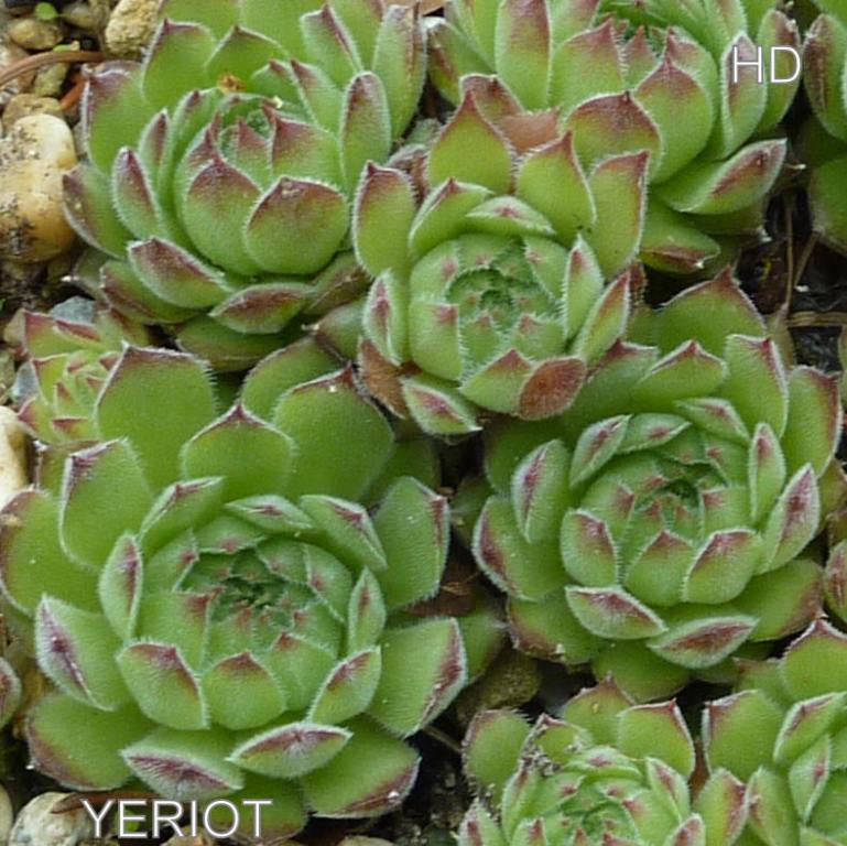 Yeriot