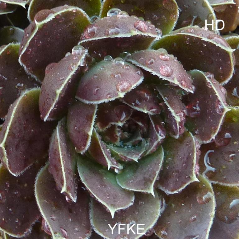 Yfke / Jovi