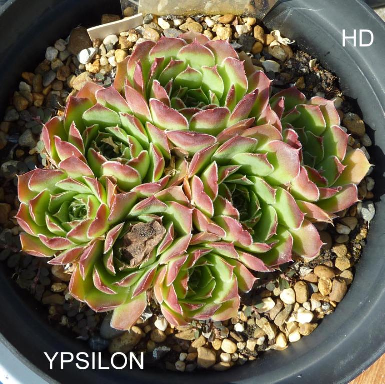 Ypsilon / Jovi