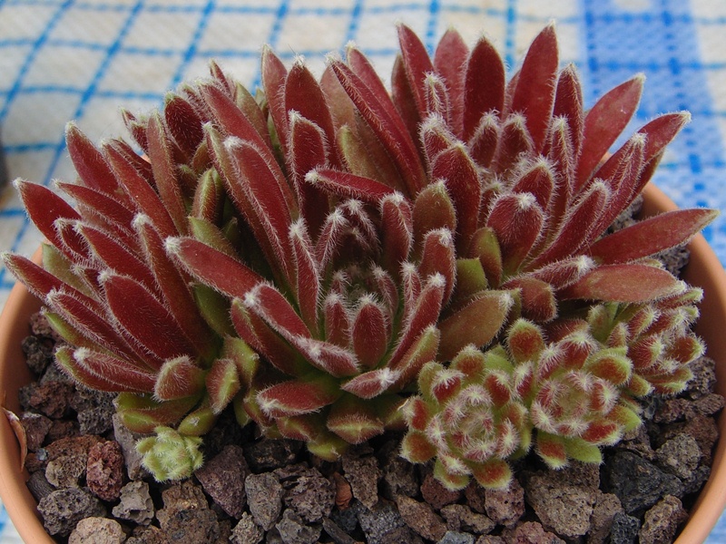 Urmina