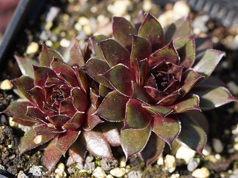Olivine