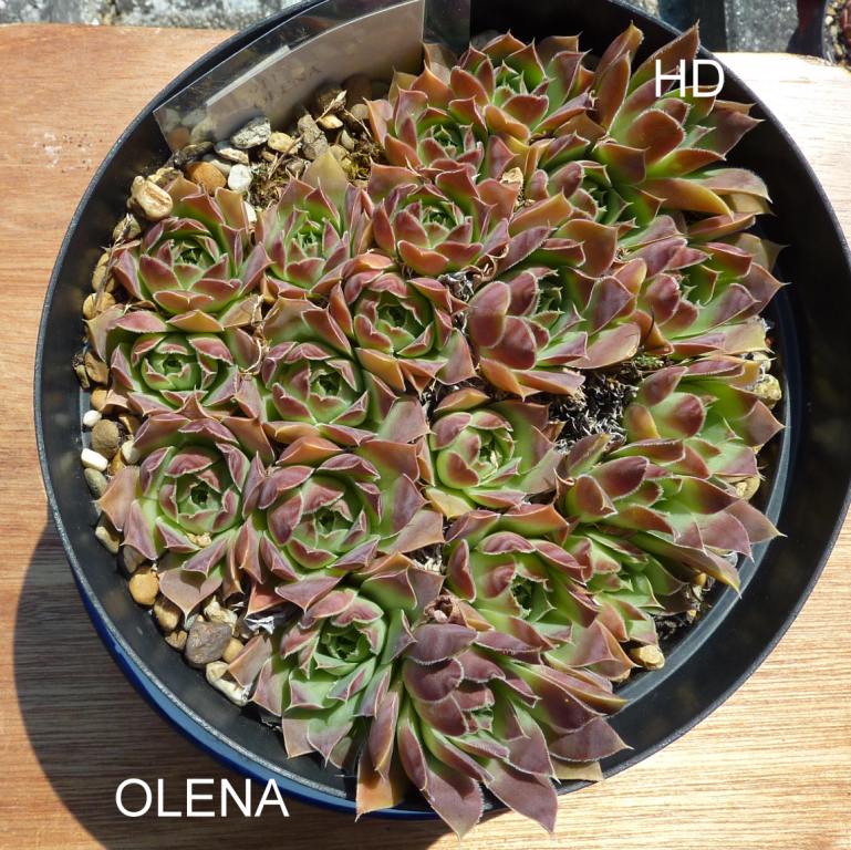 Olena / Jovi