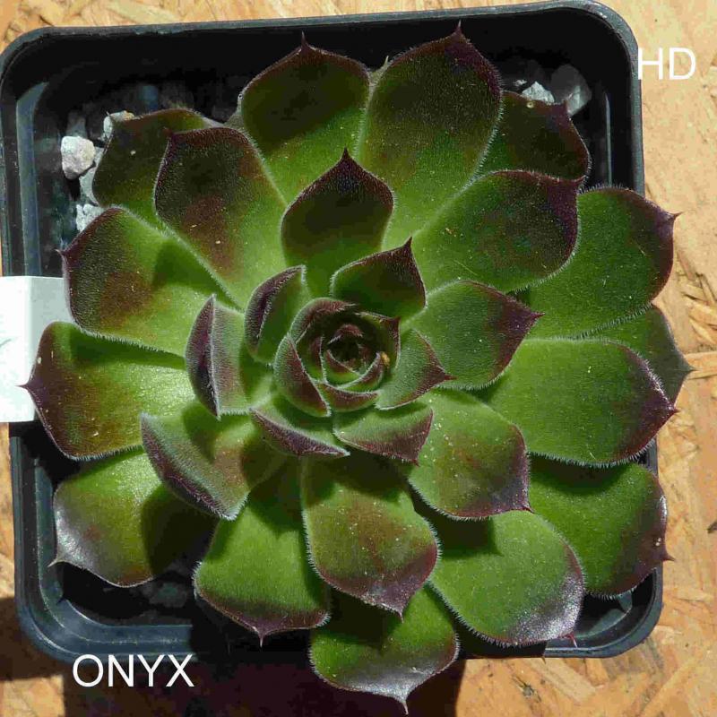 Onyx / Jovi
