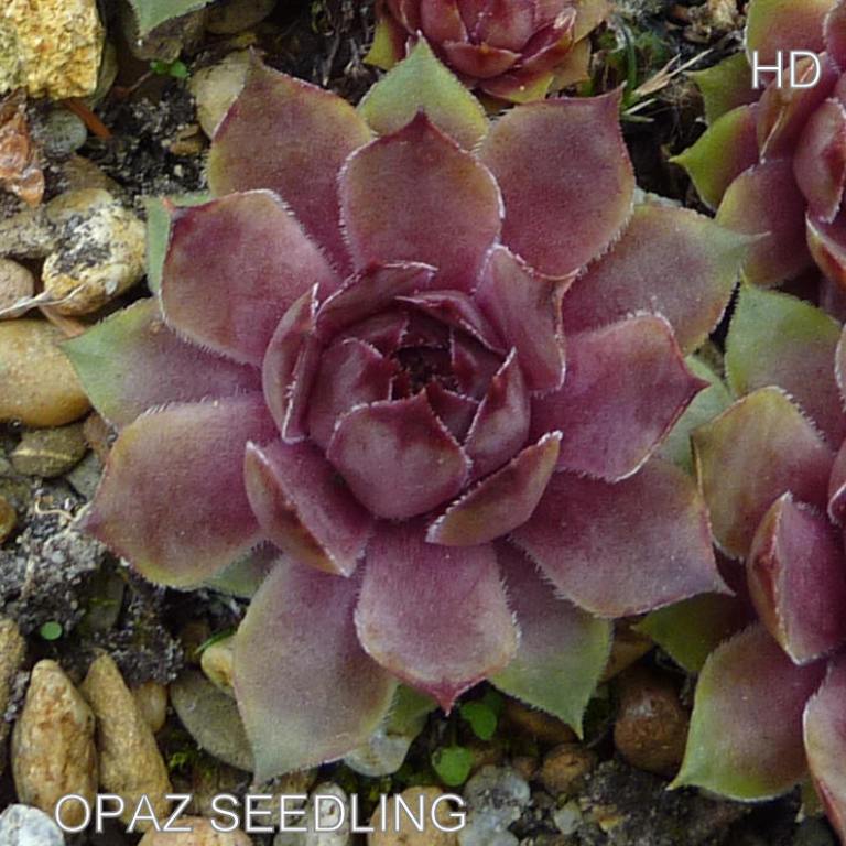 Opaz Seedling