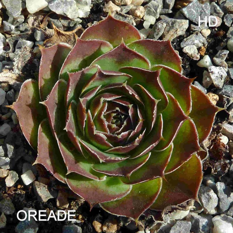 Oreade / Jovi