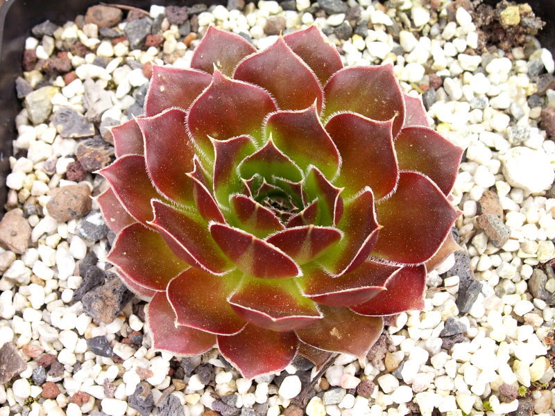 Orphia / Jovi