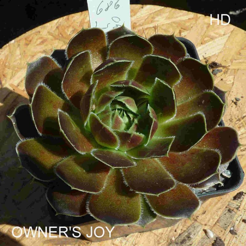 Owners Joy / Jovi