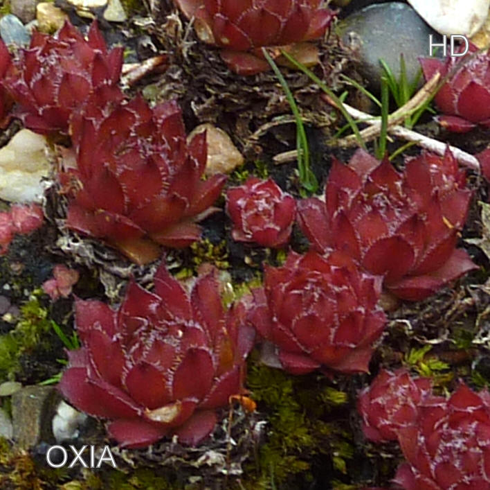 Oxia