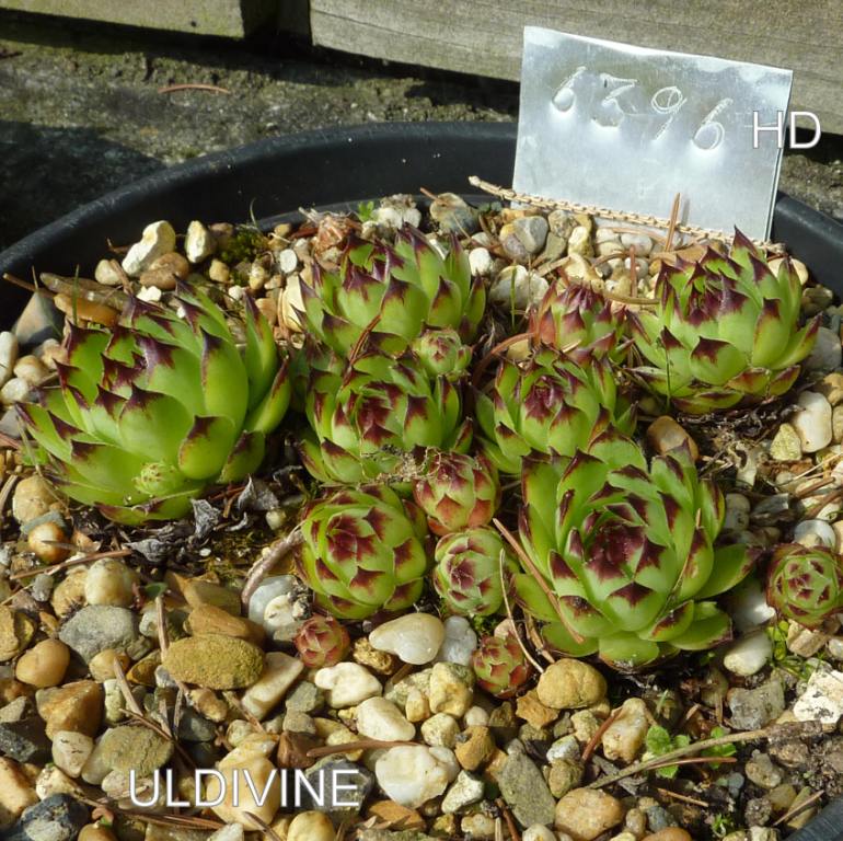 Uldivine