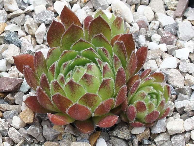 Urbanilla