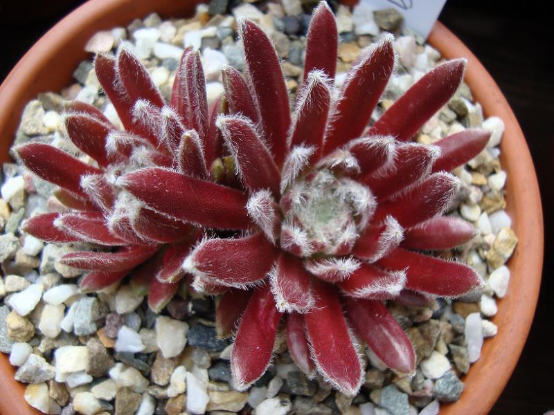 Urmina