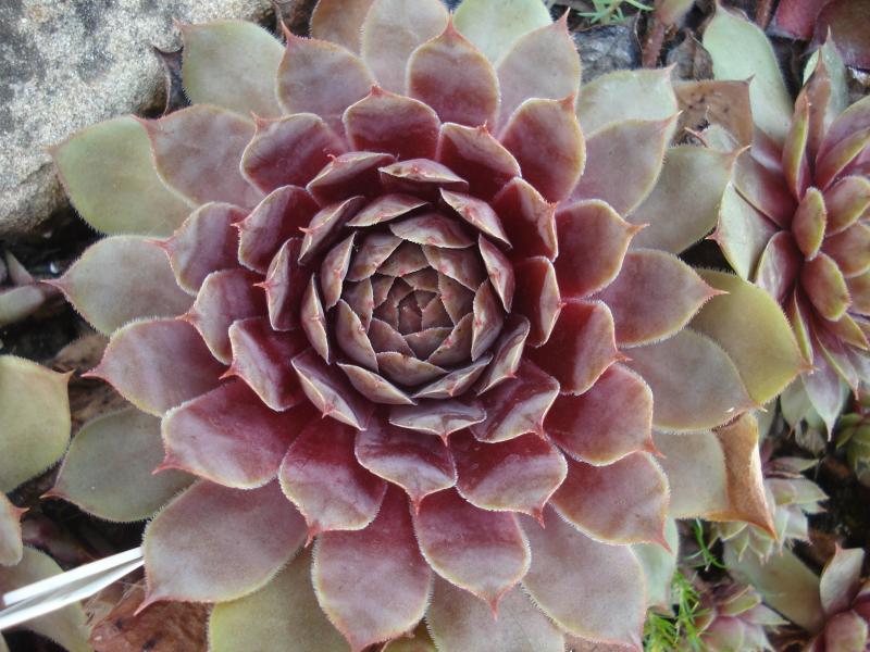 Opaz Seedling