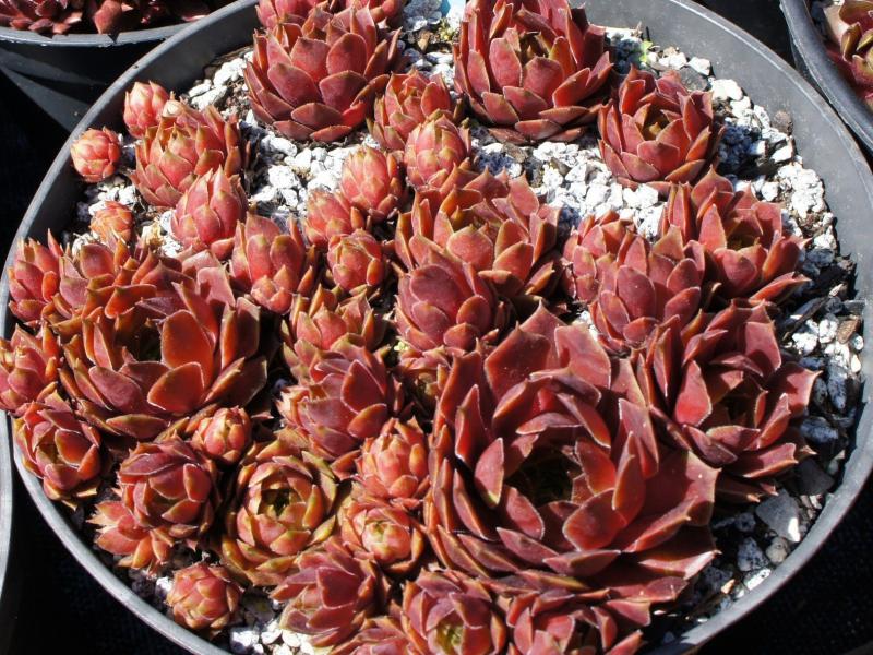 Opal