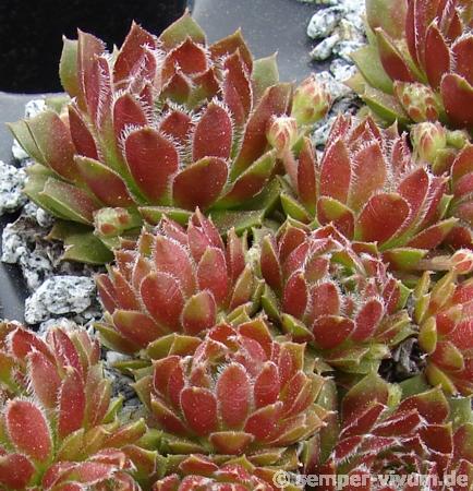 Orange Frost