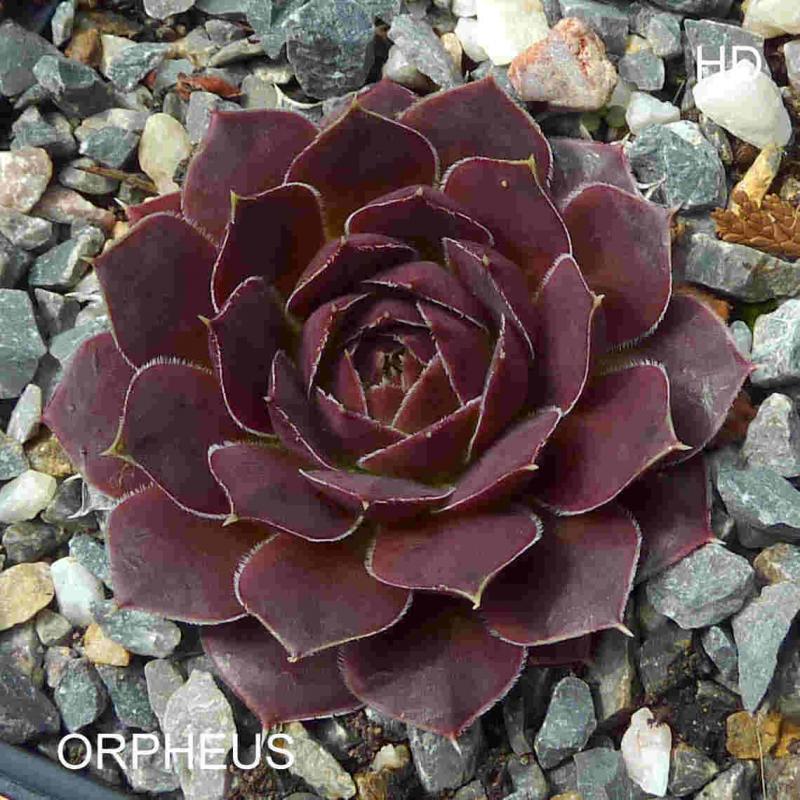 Orpheus / Jovi